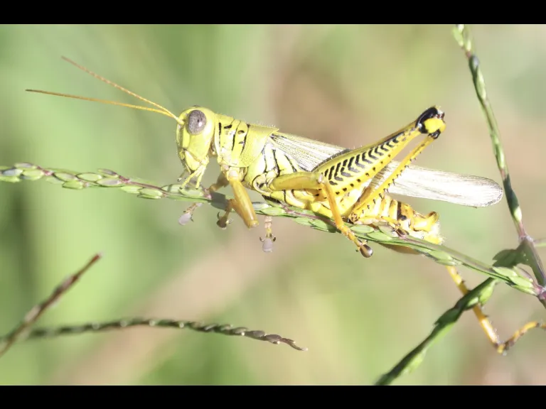 A Differential Grasshopper at Breakneck Hill Conservation Land in Southborough, photographed by Steve Forman.