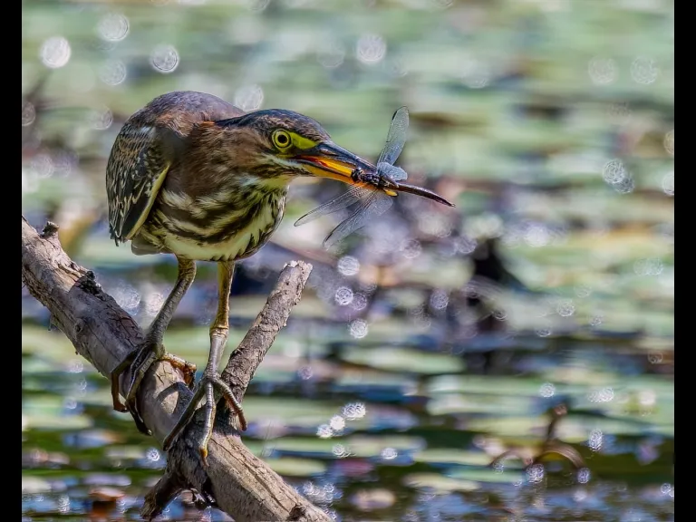A Green Heron at Wayne F. MacCallum Wildlife Management Area in Westborough, photographed by Nancy Szostak Wright.