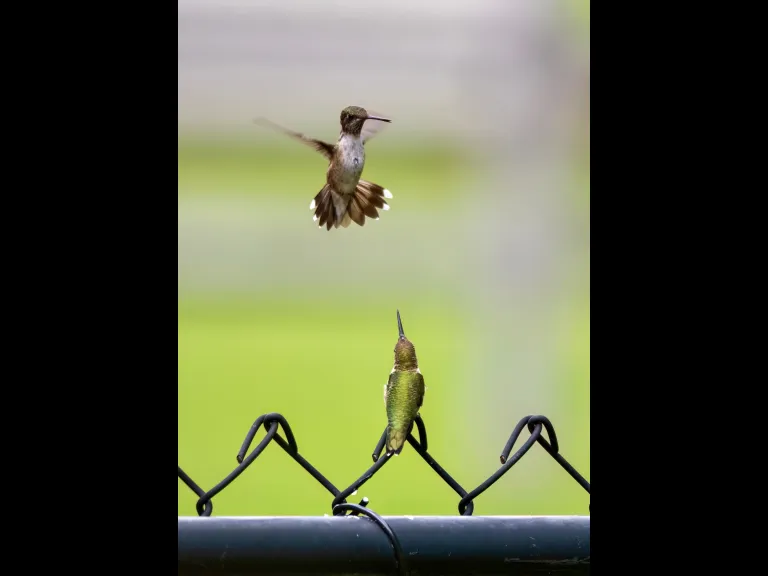 Ruby-throated Hummingbirds in Westborough, photographed by Nancy Szostak Wright.