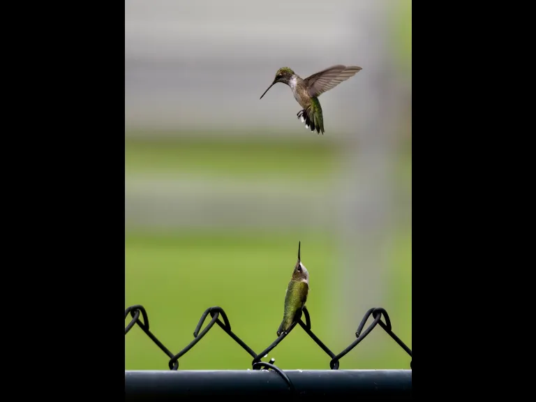 Ruby-throated Hummingbirds in Westborough, photographed by Nancy Szostak Wright.