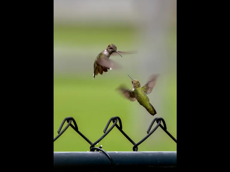 Ruby-throated Hummingbirds in Westborough, photographed by Nancy Szostak Wright.