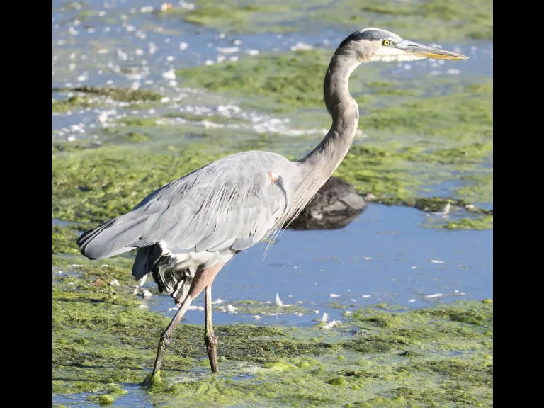 A Great Blue Heron at Hager Pond in Marlborough, photographed by Steve Forman.