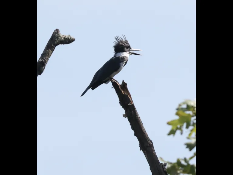 A Belted Kingfisher at Hager Pond in Marlborough, photographed by Steve Forman.