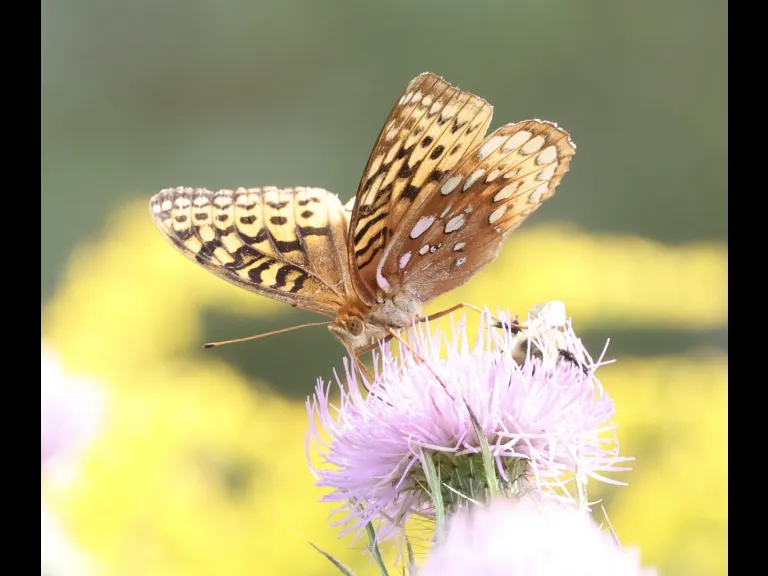 A Great Spangled Fritillary at Breakneck Hill Conservation Land in Southborough, photographed by Steve Forman.