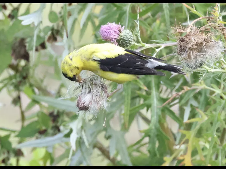 An American Goldfinch at Breakneck Hill Conservation Land in Southborough, photographed by Steve Forman.