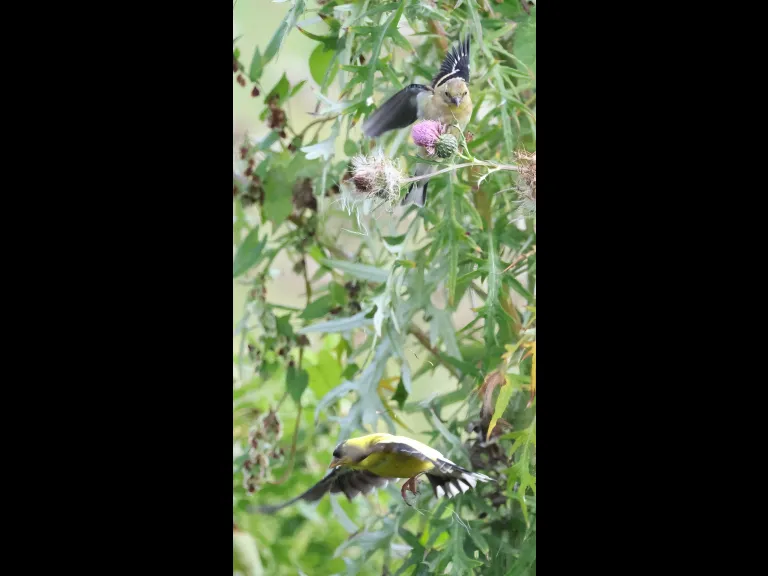 American Goldfinches at Breakneck Hill Conservation Land in Southborough, photographed by Steve Forman.