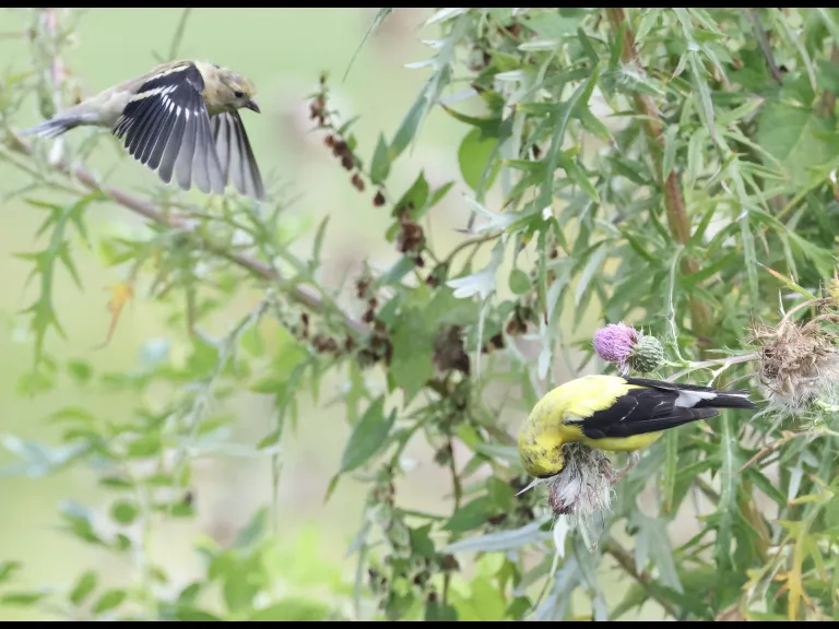 American Goldfinches at Breakneck Hill Conservation Land in Southborough, photographed by Steve Forman.