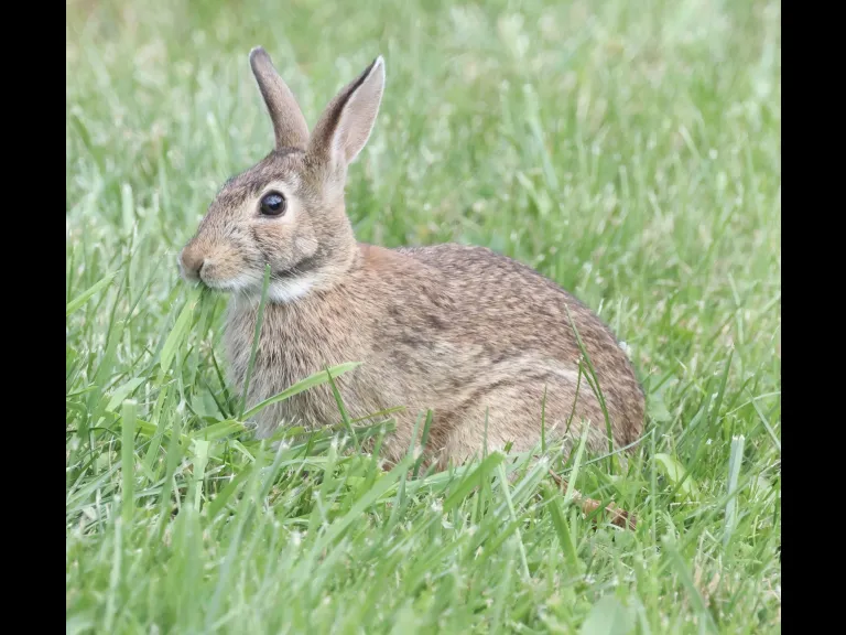 A Cotton-tailed Rabbit at Breakneck Hill Conservation Land in Southborough, photographed by Steve Forman.