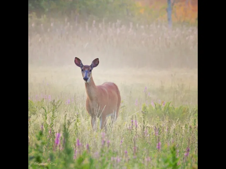 A White-tailed Deer in Sudbury, photographed by Raphaelle Cruz.