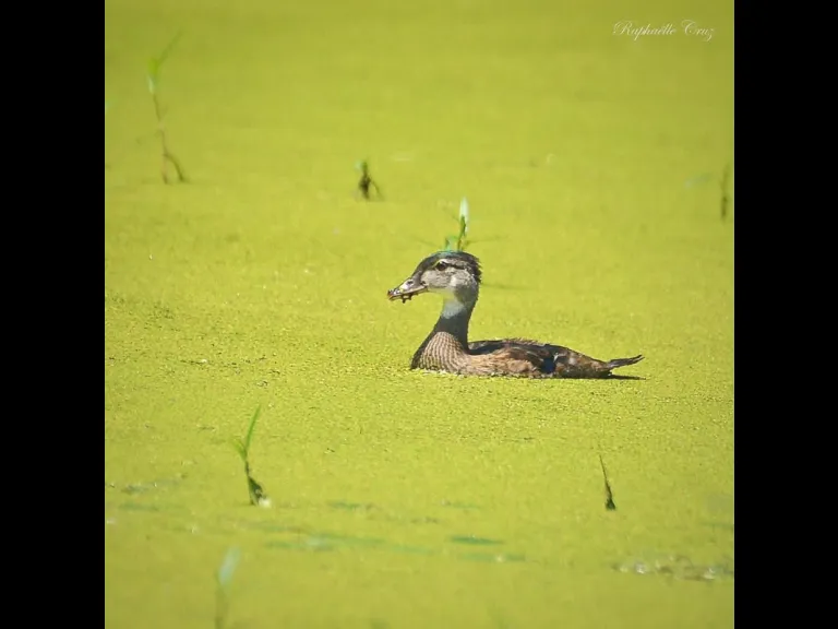 A Wood Duck in Sudbury, photographed by Raphaelle Cruz.
