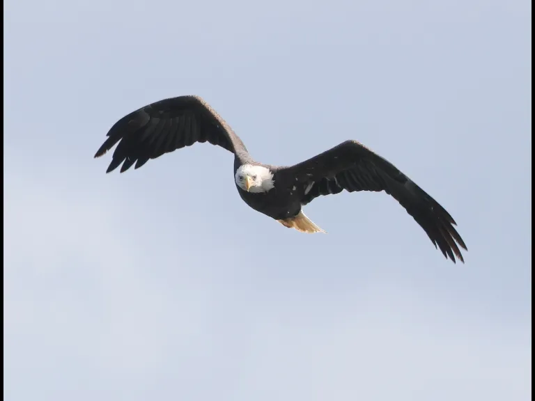 A Bald Eagle at Hager Pond in Marlborough, photographed by Steve Forman.