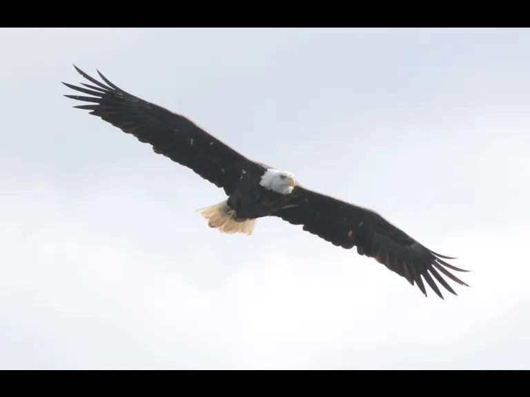A Bald Eagle at Hager Pond in Marlborough, photographed by Steve Forman.