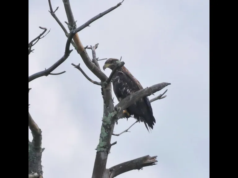 A Bald Eagle at Hager Pond in Marlborough, photographed by Steve Forman.
