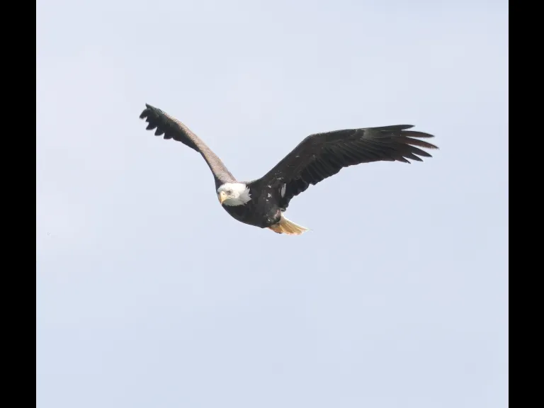 A Bald Eagle at Hager Pond in Marlborough, photographed by Steve Forman.