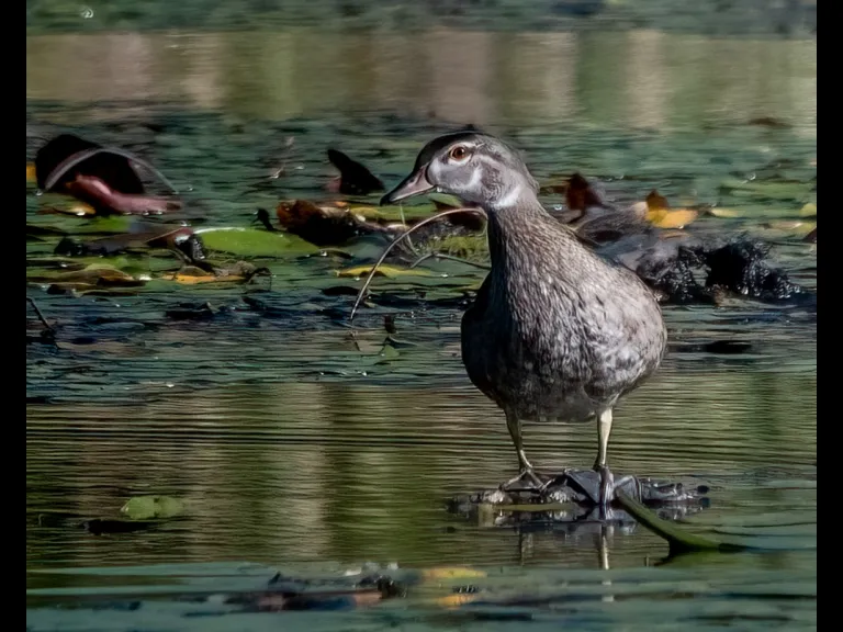 A Wood Duck at Wayne F. MacCallum Wildlife Management Area in Westborough, photographed by Nancy Szostak Wright.