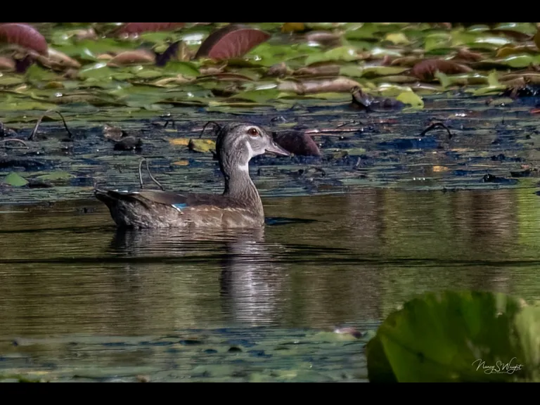 A Wood Duck at Wayne F. MacCallum Wildlife Management Area in Westborough, photographed by Nancy Szostak Wright.
