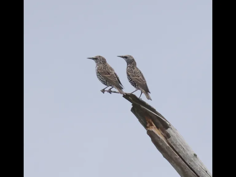 European Starlings at Breakneck Hill Conservation Land in Southborough, photographed by Steve Forman.