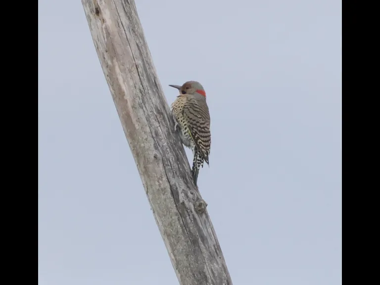A Northern Flicker at Breakneck Hill Conservation Land in Southborough, photographed by Steve Forman.