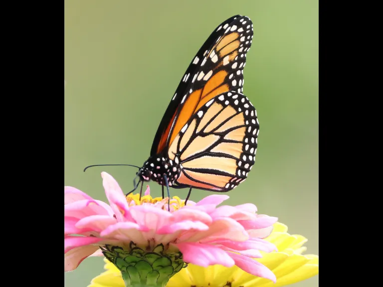 A Monarch Butterfly at Breakneck Hill Conservation Land in Southborough, photographed by Steve Forman.