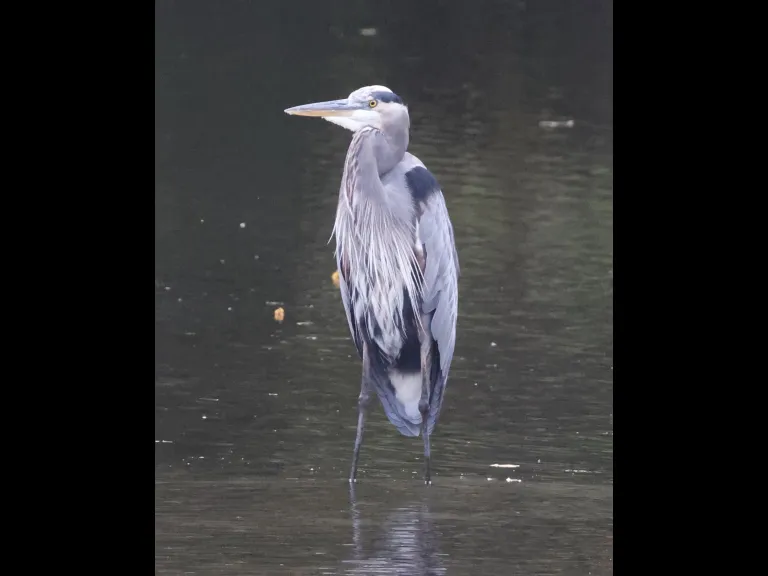 A Great Blue Heron at Hager Pond in Marlborough, photographed by Steve Forman.