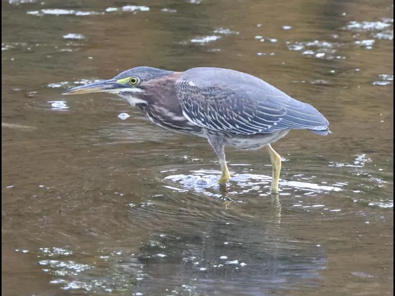 A Green Heron at Hager Pond in Marlborough, photographed by Steve Forman.
