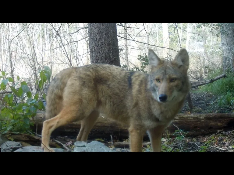 A Coyote in Framingham, photographed with an automatically triggered wildlife camera by Margaret McKane.