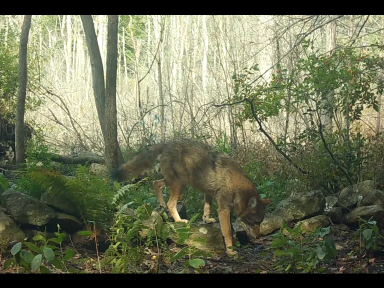 A Coyote in Framingham, photographed with an automatically triggered wildlife camera by Margaret McKane.