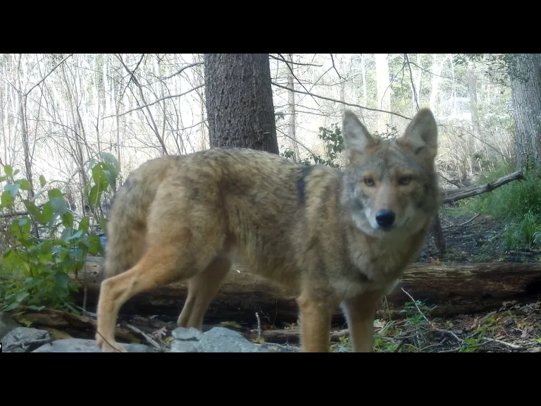 A Coyote in Framingham, photographed with an automatically triggered wildlife camera by Margaret McKane.