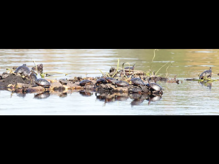 Painted Turtles at Bartlett Pond in Northborough, photographed by Steve Forman.