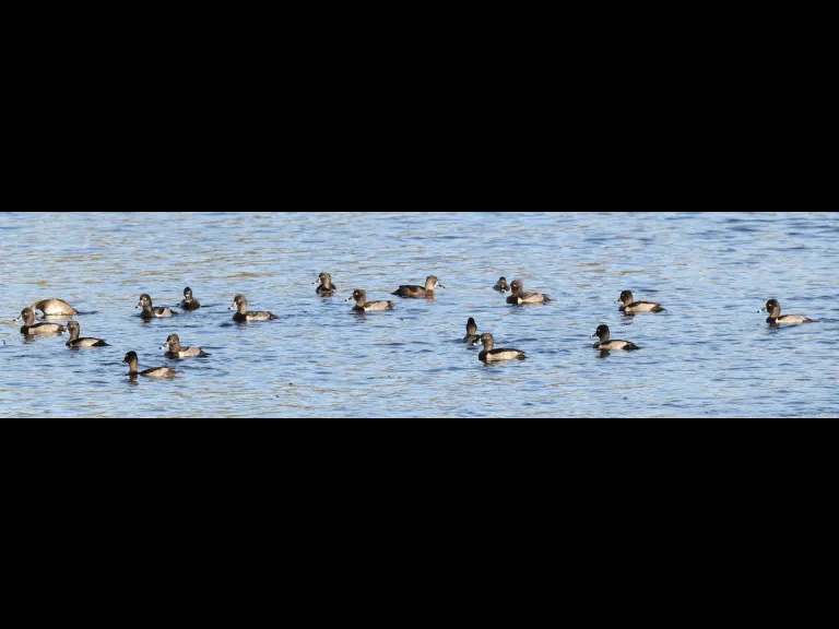 Ring-necked Ducks on the Sudbury Reservoir in Southborough, photographed by Steve Forman.