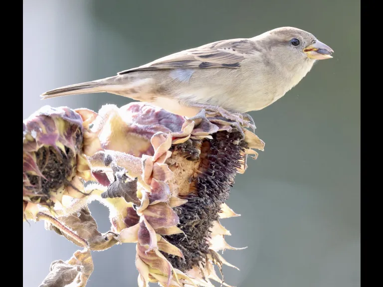 A House Sparrow at Breakneck Hill Conservation Land in Southborough, photographed by Steve Forman.A House Sparrow at Breakneck Hill Conservation Land in Southborough, photographed by Steve Forman.