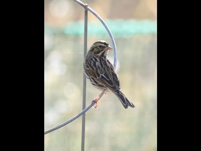 A Savannah Sparrow at Breakneck Hill Conservation Land in Southborough, photographed by Steve Forman.