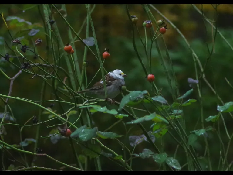 A leucistic White-throated Sparrow in Stow, photographed by Cathy Simmons.