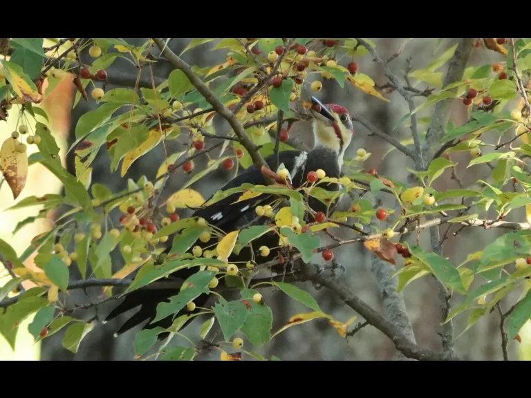 A Pileated Woodpecker in Lincoln, photographed by Ron McAdow.