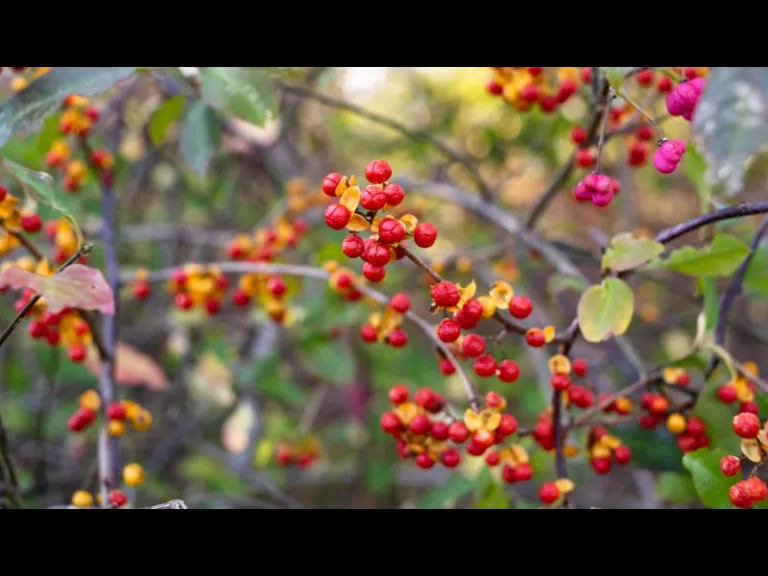 Asian Bittersweet is an invasive vine. Please do not use it to create wreaths.