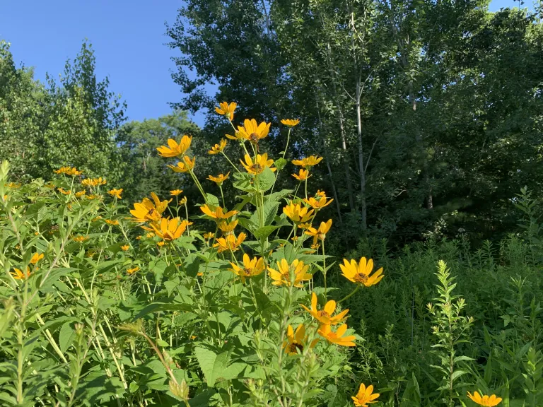 Black-eyed Susans at Gowing's Swamp