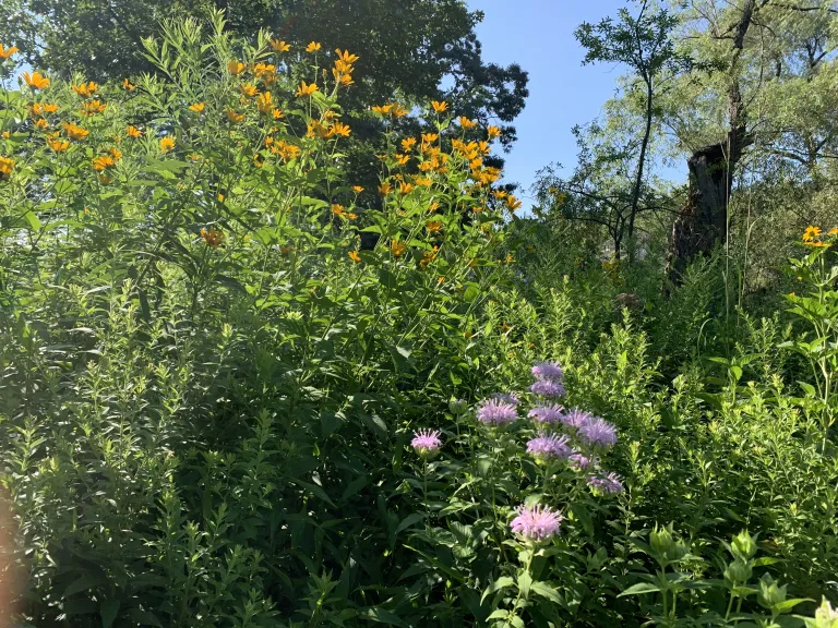 Gowing's Swamp Meadow--Wild Bergamot