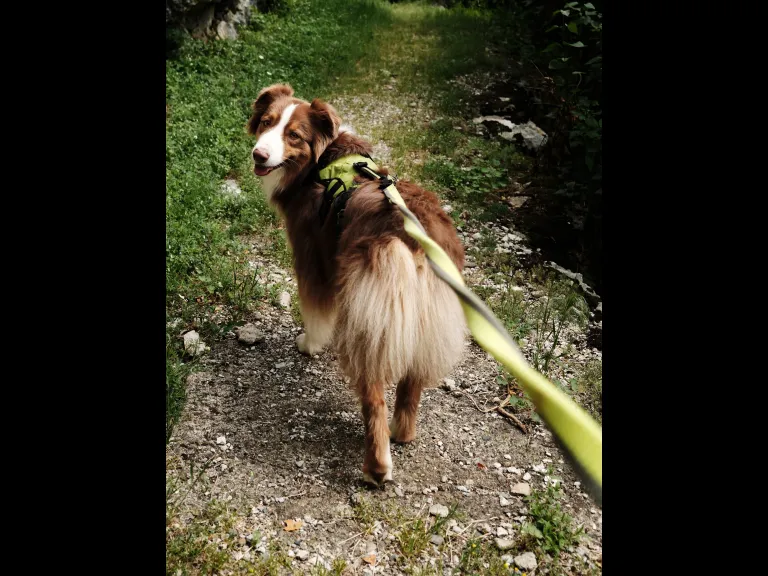 Dog on Leash. Adobe Stock Photo.