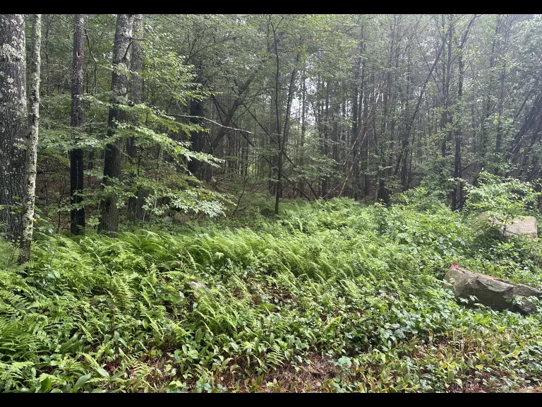 Forest Heights, Upton