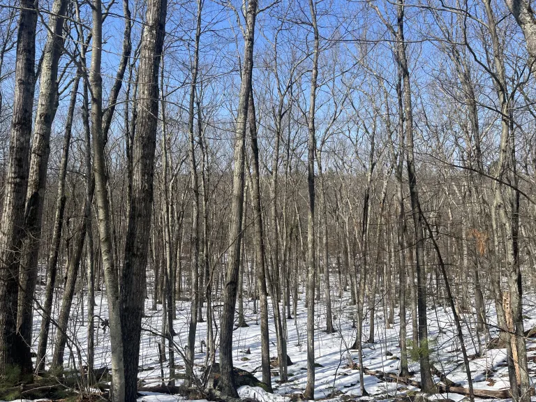 Matthews Property-Adjacent to Forty Caves
