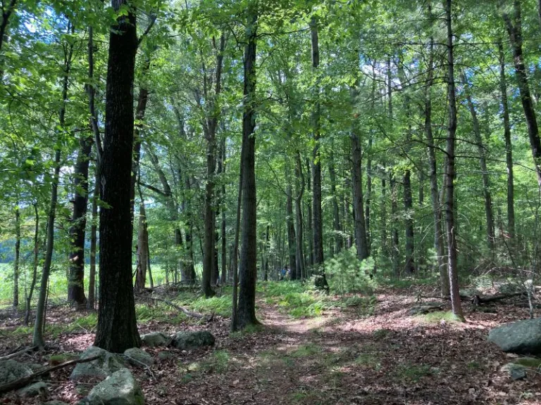 Moritz Conservation Land