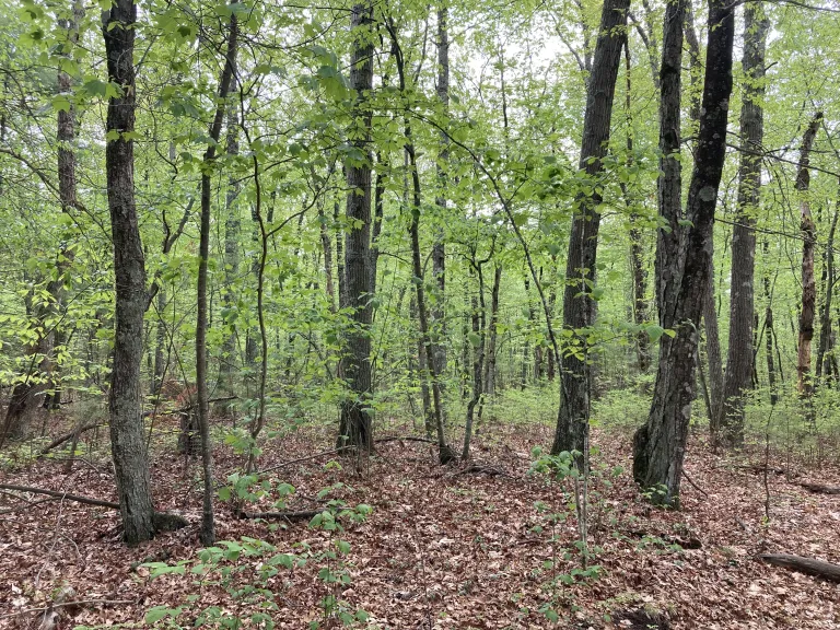 The forest at Laurel Ridge in Hopkinton. Photo by SVT.