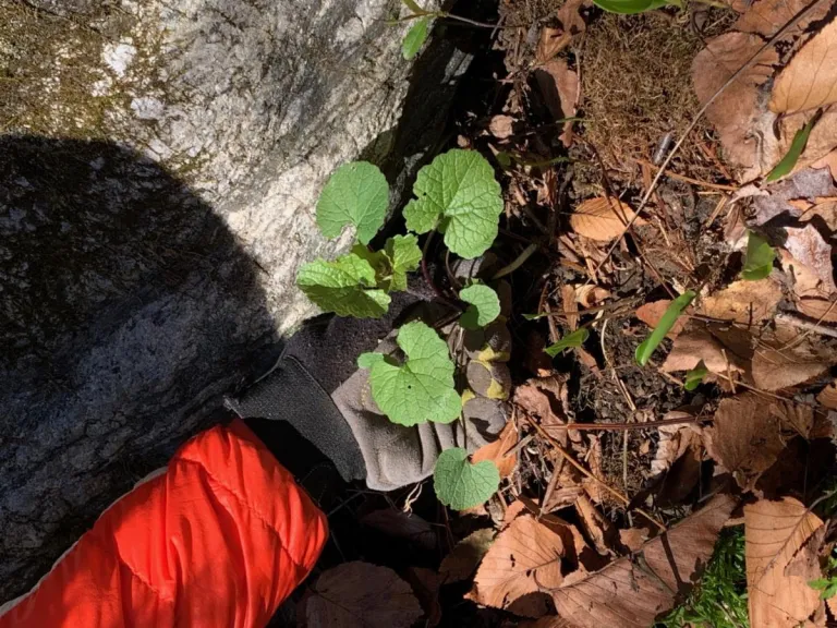 Pulling Invasives in Winter