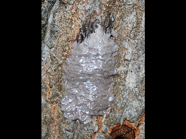 The egg mass of the spotted lanternfly. Photo by Massachusetts Department of Agricultural Resources. 