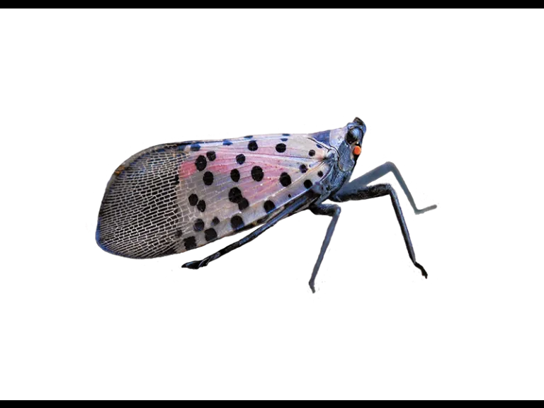 Spotted Lanternfly. Photo by Massachusetts Department of Agricultural Resources. 