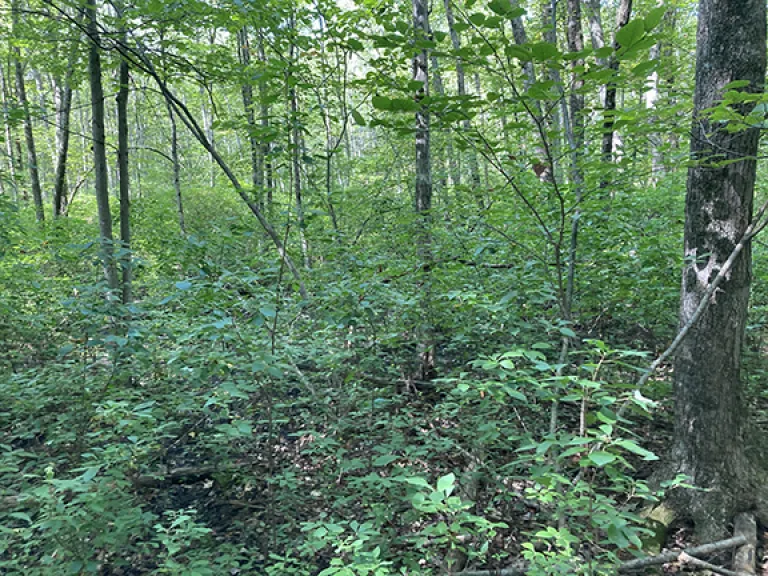 The UCC Property is a forested property that sits adjacent to Ashland Town Forest. 