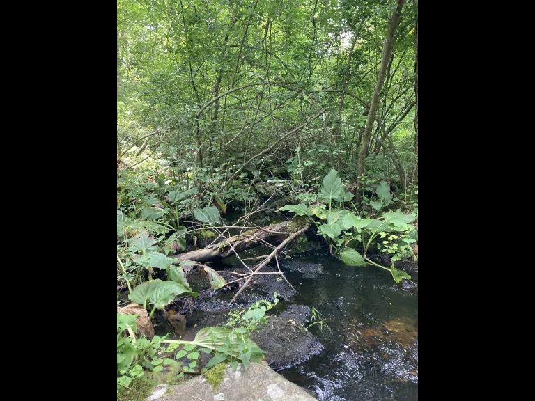 Walker Property Stream, Westborough
