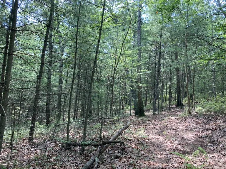 Walker Property Woods, Westborough