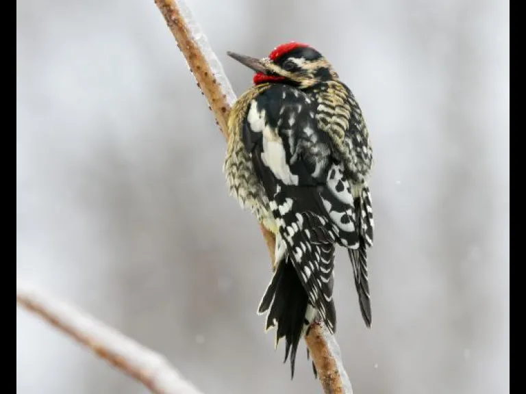Yellow-bellied sapsucker