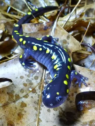 Spotted salamander. Photo by Dawn Dentzer.